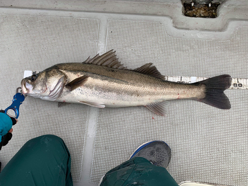 スズキの釣果