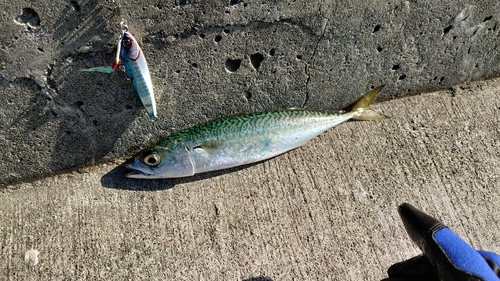 サバの釣果