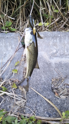 ブラックバスの釣果