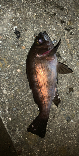 アカメバルの釣果