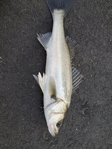 フッコ（タイリクスズキ）の釣果