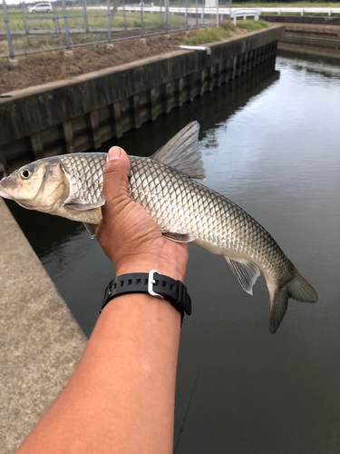 ニゴイの釣果