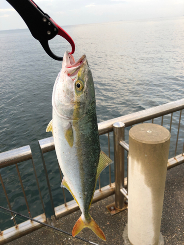 イナダの釣果