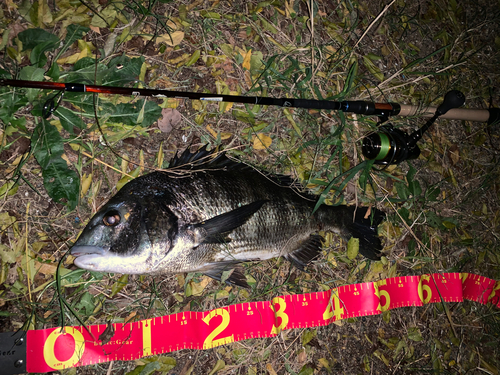 チヌの釣果