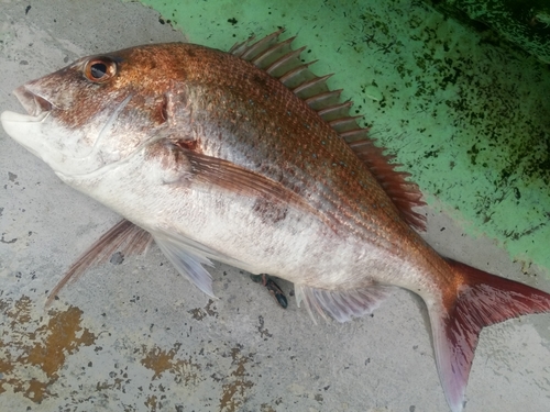 マダイの釣果