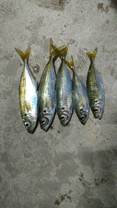 アジの釣果