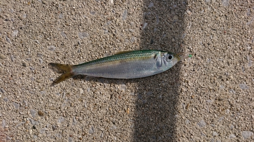 サバの釣果