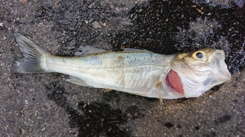 セイゴ（タイリクスズキ）の釣果