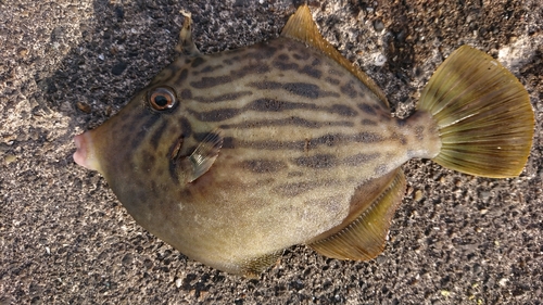 カワハギの釣果