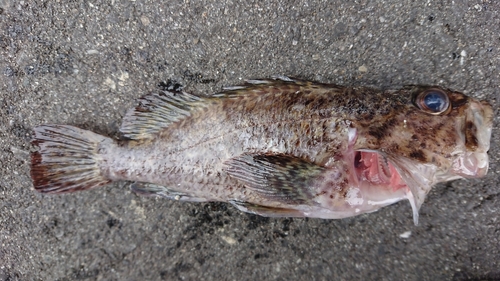 ムラソイの釣果