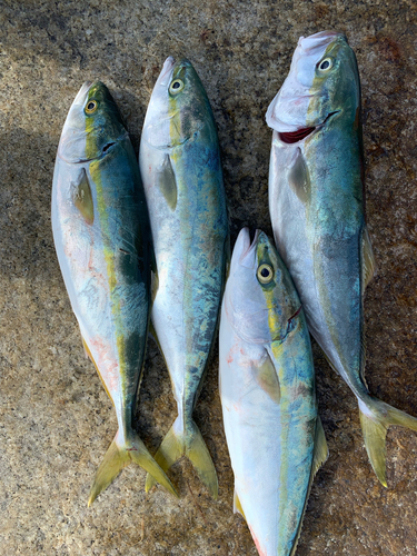 イナダの釣果