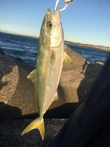 イナダの釣果