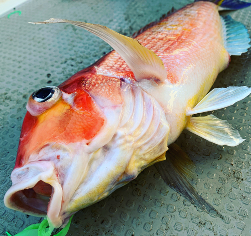 アマダイの釣果