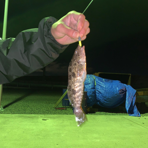 アイナメの釣果