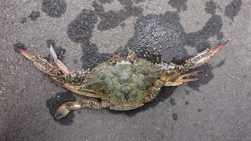 ワタリガニの釣果