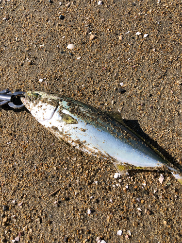 ツバスの釣果