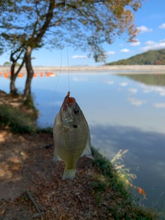 ブルーギルの釣果