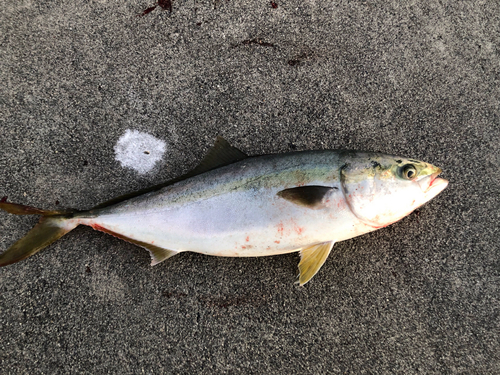 ワラサの釣果