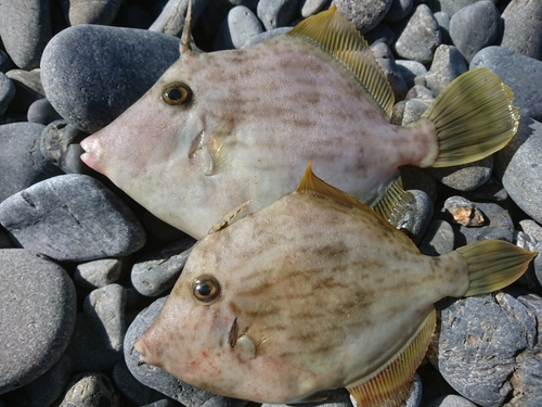 カワハギの釣果