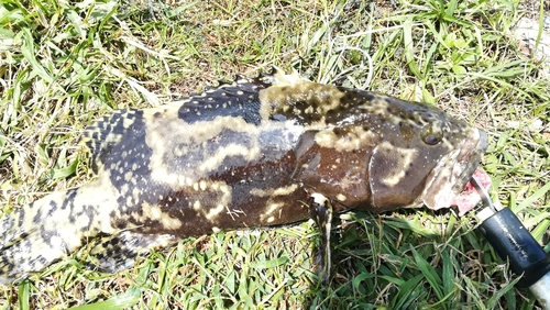 チャイロマルハタの釣果