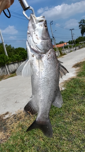 バラマンディの釣果