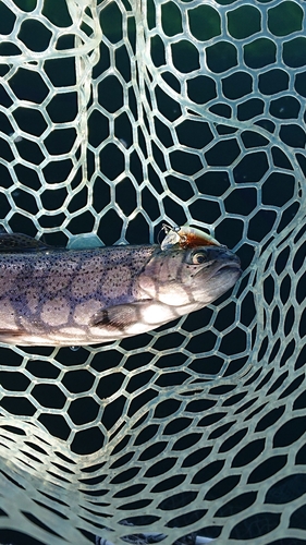 ニジマスの釣果