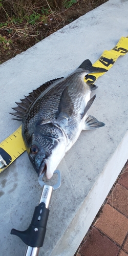 クロダイの釣果