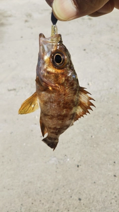 メバルの釣果