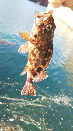 カサゴの釣果