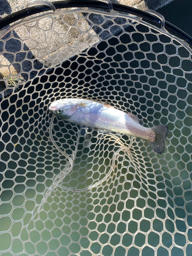 ニジマスの釣果