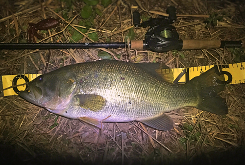 ブラックバスの釣果