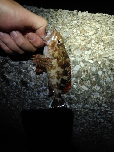 カサゴの釣果