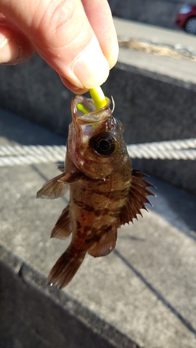 メバルの釣果