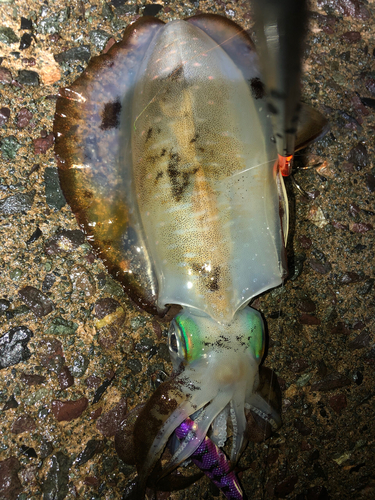 アオリイカの釣果