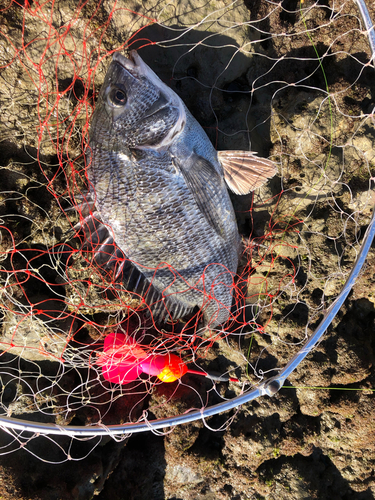 チヌの釣果