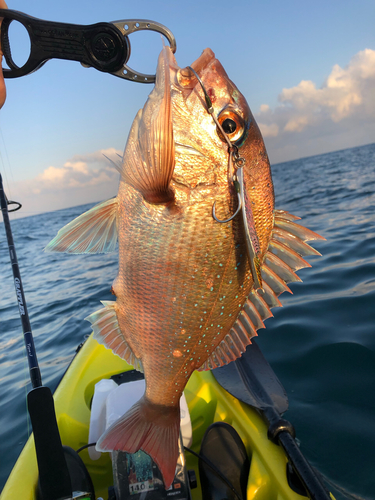 タイの釣果