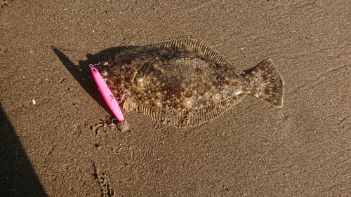 ソゲの釣果