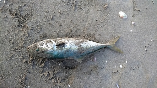 ツバスの釣果