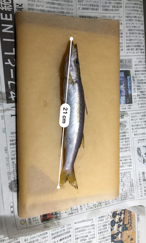 カマスの釣果