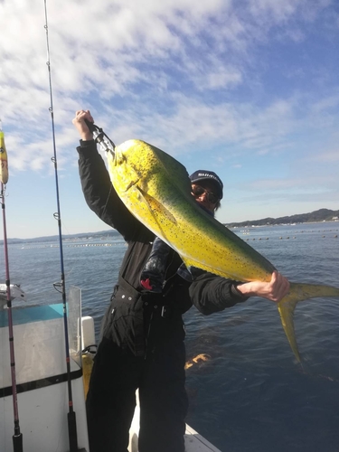 シイラの釣果