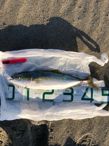 ハマチの釣果