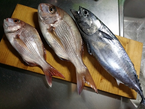 マダイの釣果