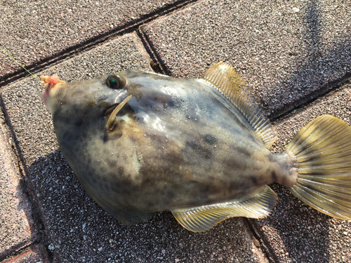 カワハギの釣果