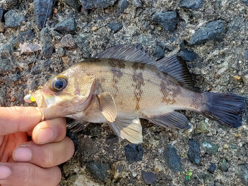 クロメバルの釣果