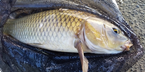 コイの釣果