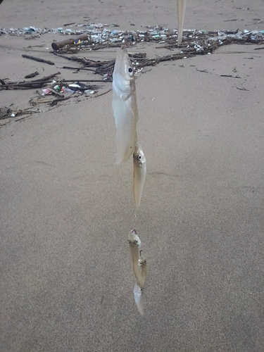 シロギスの釣果