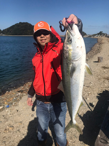 ハマチの釣果