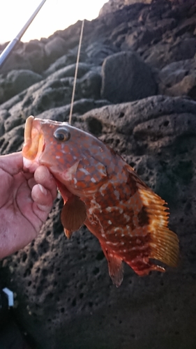 アコウの釣果