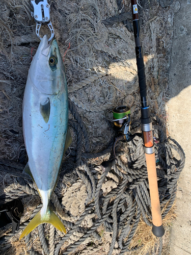 ハマチの釣果