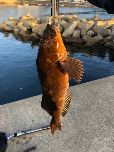 アイナメの釣果